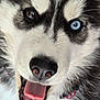 dog, husky, close_up, tongue_out, heterochromia, blue_eye, brown_eye, pet, animal, fur, happy, canine, mouth, nose, collar, portrait, cute, friendly, domestic_animal, playful