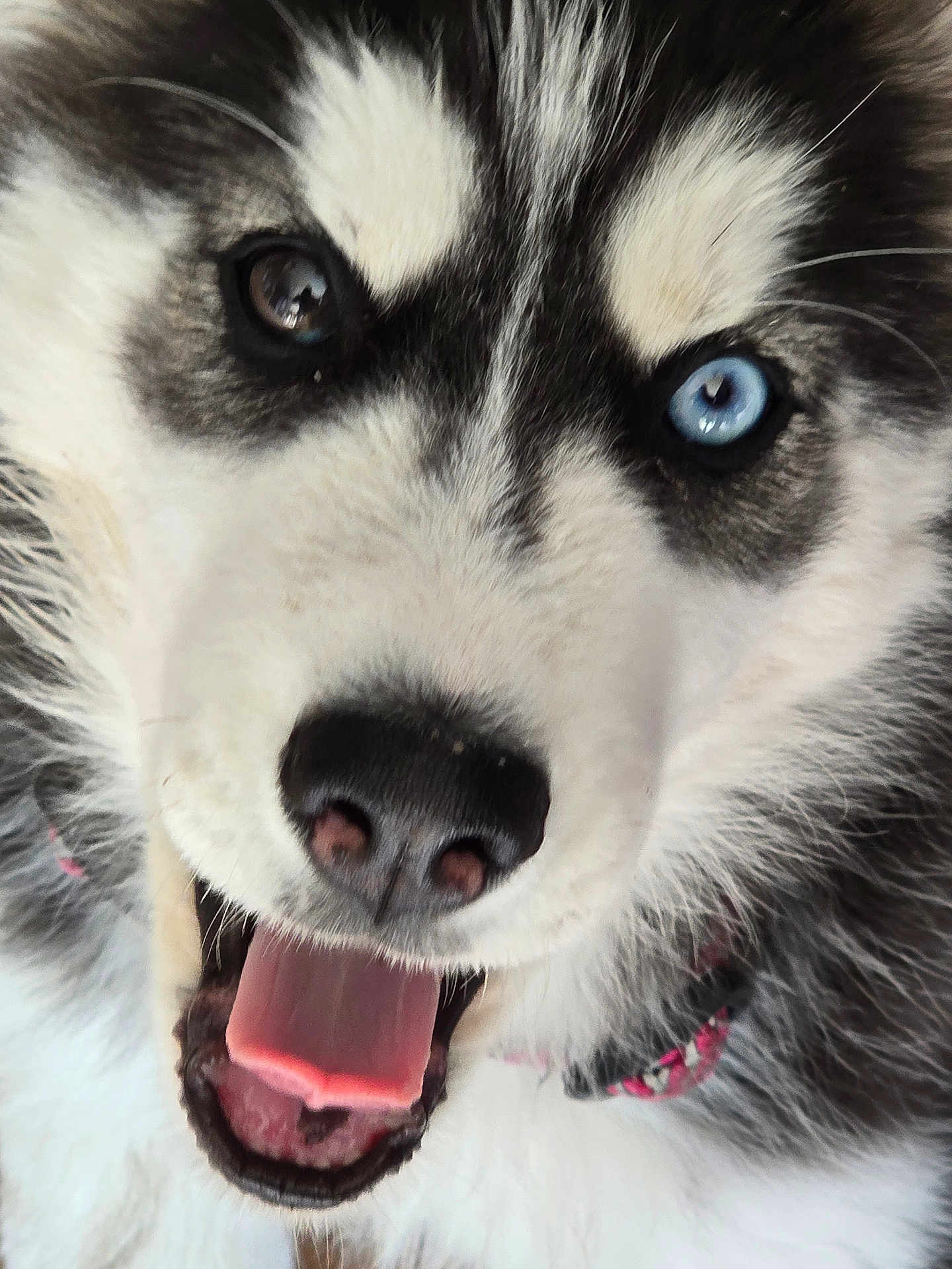Artika a rejoint le concours — aidez-le/la à gagner de superbes lots ! dog, husky, close_up, tongue_out, heterochromia, blue_eye, brown_eye, pet, animal, fur, happy, canine, mouth, nose, collar, portrait, cute, friendly, domestic_animal, playful