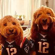 Larry And Chubs joined the competition — help win amazing prizes! dog, pets, animal, indoor, living_room, jersey, sports_fan, new_england_patriots, number_12, cute, smiling, fur, canine, pair, seated, cozy, window, curtains, couch, decor