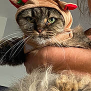Langlois participe au concours pour gagner de l'argent avec cette photo : cat, reindeer_hat, costume, animal, pet, feline, fluffy, whiskers, green_eyes, person, hand, holding, fur, indoor, closeup, cute, holiday, festive, antlers, accessory