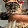 cat, reindeer_hat, costume, animal, pet, feline, fluffy, whiskers, green_eyes, person, hand, holding, fur, indoor, closeup, cute, holiday, festive, antlers, accessory