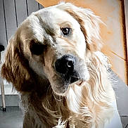 Tao a rejoint le concours — aidez-le/la à gagner de superbes lots ! dog, golden_retriever, pet, indoor, curious, head_tilt, fur, animal, canine, portrait, cozy, floor, wall, domestic, companionship, friendly, cute, mammal, looking, closeup