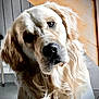 dog, golden_retriever, pet, indoor, curious, head_tilt, fur, animal, canine, portrait, cozy, floor, wall, domestic, companionship, friendly, cute, mammal, looking, closeup