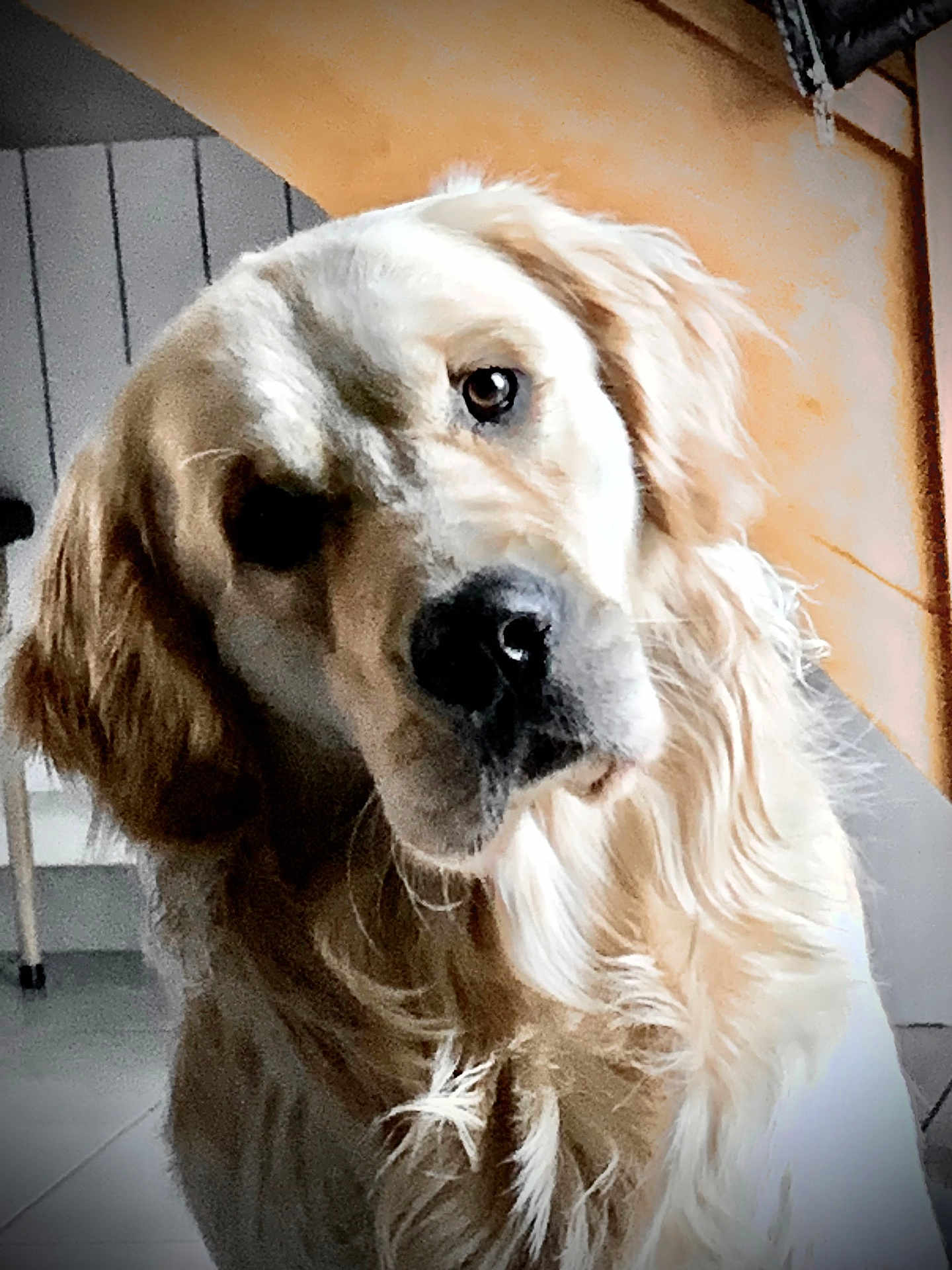 Tao a rejoint le concours — aidez-le/la à gagner de superbes lots ! dog, golden_retriever, pet, indoor, curious, head_tilt, fur, animal, canine, portrait, cozy, floor, wall, domestic, companionship, friendly, cute, mammal, looking, closeup