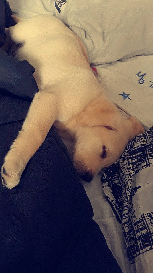 Pimkie a rejoint le concours — aidez-le/la à gagner de superbes lots ! carnivore, comfort, felidae, fur, linens, nap, paw, sleep, tail