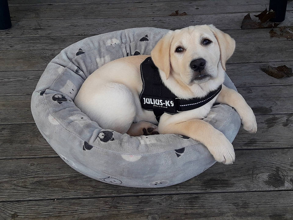 Pimkie a rejoint le concours — aidez-le/la à gagner de superbes lots ! canidae, carnivore, circle, companion_dog, dog, dog_breed, dog_supply, grey, gun_dog, labrador_retriever, pet_supply, puppy, retriever, snout, sporting_group, working_animal, working_dog