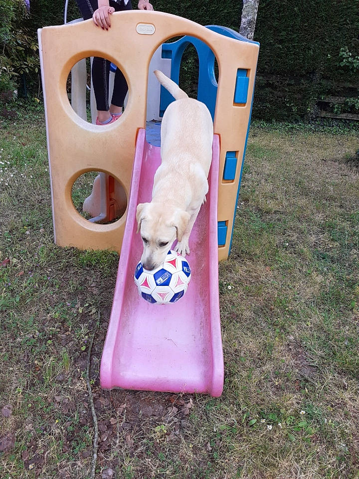 Pimkie participe au concours pour gagner de l'argent avec cette photo : canidae, carnivore, collar, companion_dog, dog, dog_breed, dog_supply, dog_toy, doghouse, outdoor_play_equipment, pet_supply, plastic, playground, playset, sporting_group, toy, yard