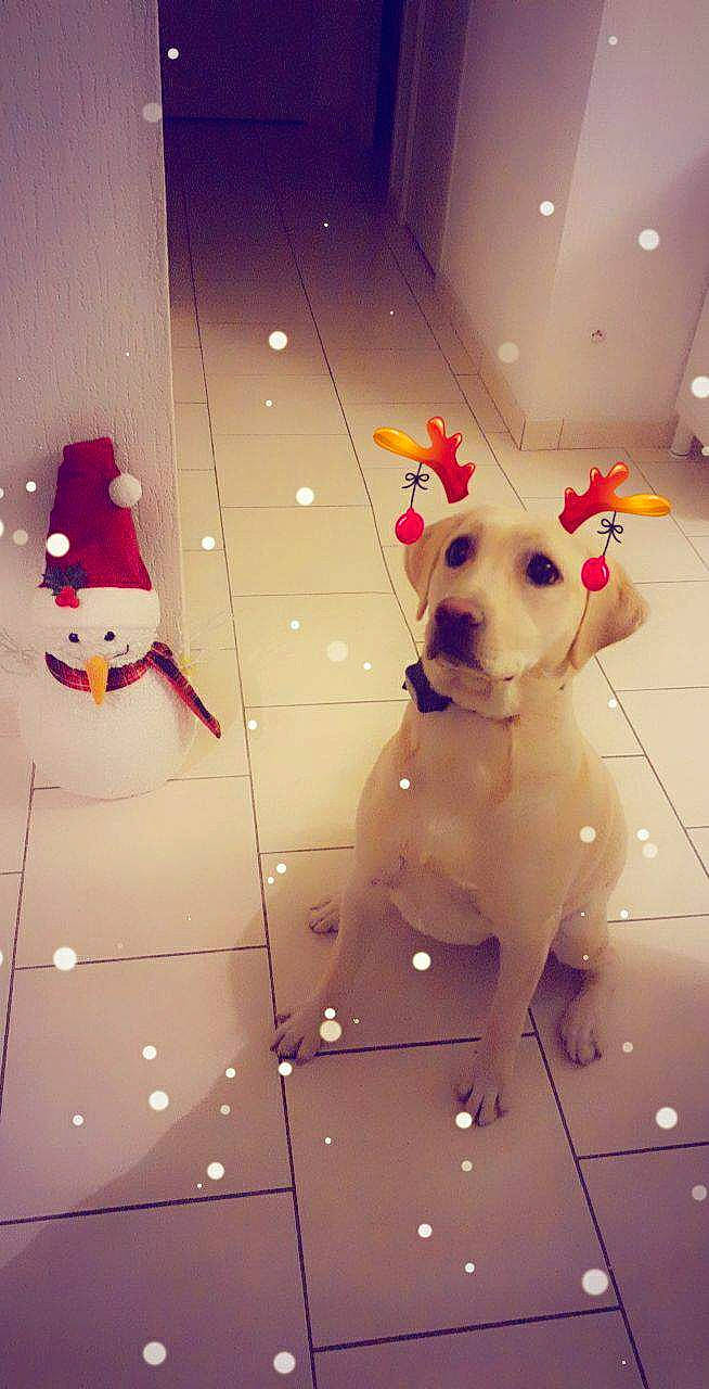 Pimkie a rejoint le concours — aidez-le/la à gagner de superbes lots ! canidae, carnivore, collar, companion_dog, costume_hat, dog, dog_breed, dog_collar, fawn, floor, flooring, non_sporting_group, pet_supply, retriever, snout, sporting_group, tile, tile_flooring, working_animal, working_dog