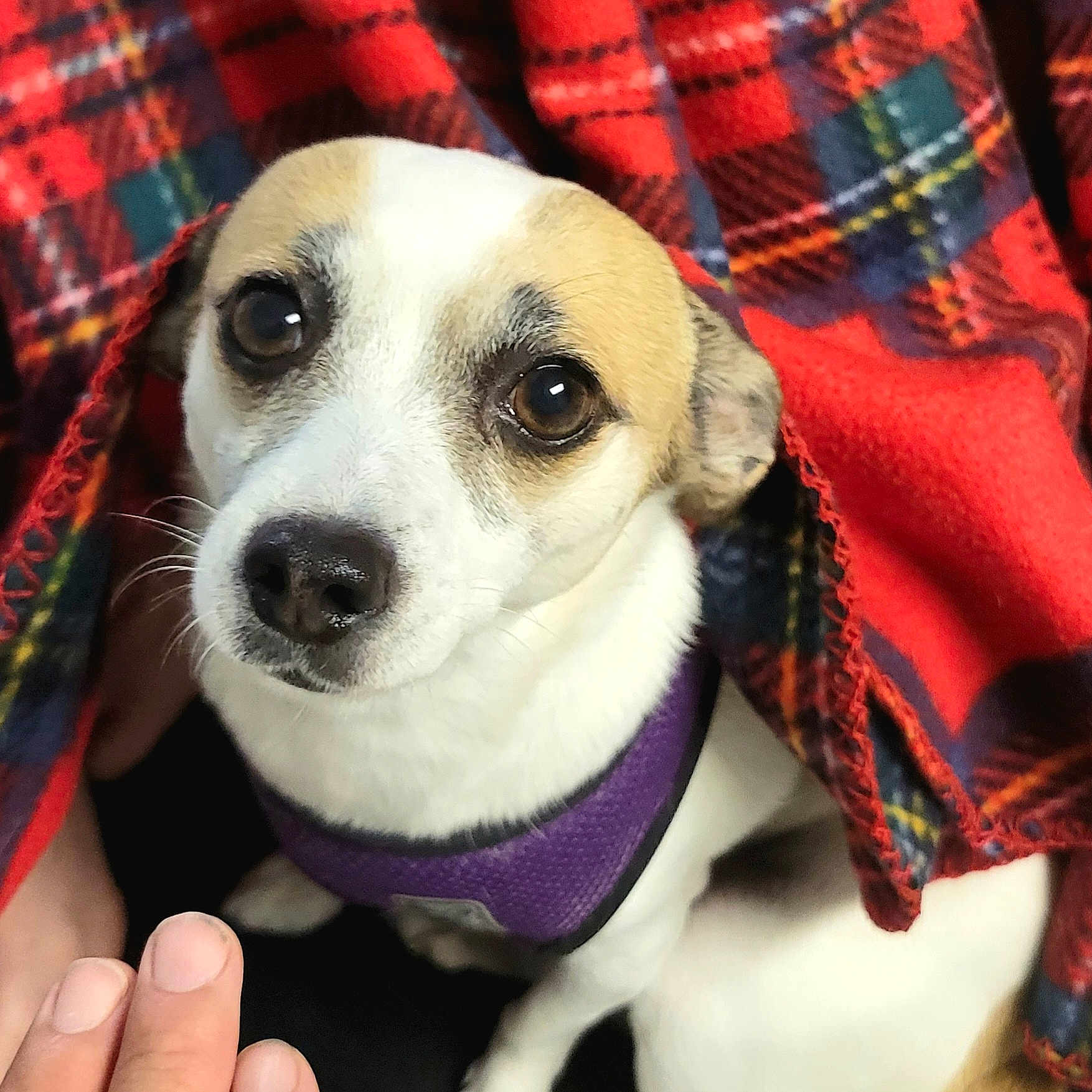 Chloe is registered to the contest to win money with this photo: animal, beagle, blanket, bodypart, canine, chihuahua, dog, finger, hand, hound, person, pet, puppy, quilt, snout, tartan, whitedog