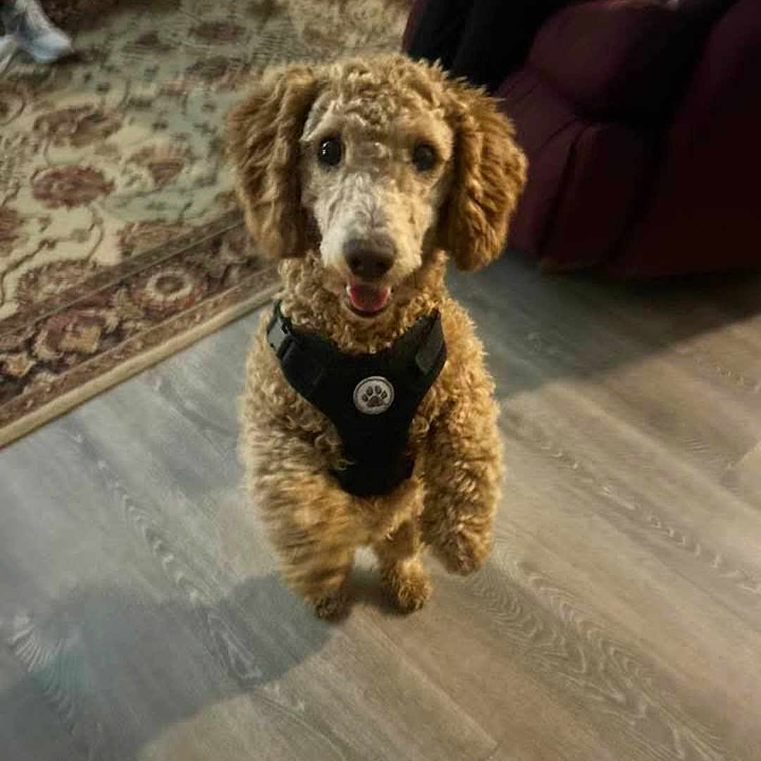 Oliver