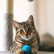 Volt participe au concours pour gagner de l'argent avec cette photo : abyssinian, angora, animal, canine, cat, dog, egyptiancat, indoors, kitten, manx, pet, plush, sphere, toy, turquoise, yarn