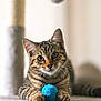 abyssinian, angora, animal, canine, cat, dog, egyptiancat, indoors, kitten, manx, pet, plush, sphere, toy, turquoise, yarn
