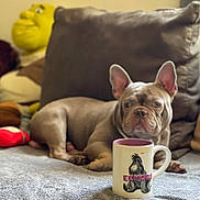 Chopper is registered to the contest to win money with this photo: animal, blanket, brown_dog, couch, cozy, cute, dog, domestic, eeeyore, french_bulldog, indoor, mug, pet, plush_toy, portrait, relaxed, resting, shrek, soft_focus, toy