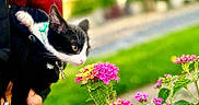 Lola is registered to the contest to win money with this photo: kitten, cat, black_and_white, flower, flowers, pink_flowers, yellow_flowers, garden, greenery, pet, collar, curious, close_up, outdoor, nature, person_holding, hand, small_animal, cute, animal