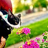kitten, cat, black_and_white, flower, flowers, pink_flowers, yellow_flowers, garden, greenery, pet, collar, curious, close_up, outdoor, nature, person_holding, hand, small_animal, cute, animal