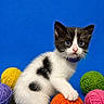 Lola is registered to the contest to win money with this photo: kitten, cat, black_and_white, yarn, orange_yarn, yellow_yarn, purple_yarn, green_yarn, pink_yarn, blue_background, pet, cute, playful, fur, animal, small, indoor, studio, colorful, curious