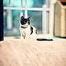 Lola is registered to the contest to win money with this photo: cat, kitten, black_and_white, collar, indoor, window, soft_light, pet, curious, feline, young_animal, domestic_animal, cozy, blurred_background, sitting, fur, whiskers, tail, household, cute