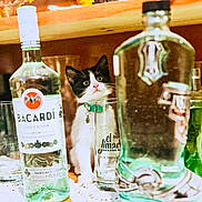 Lola is registered to the contest to win money with this photo: kitten, cat, glass, bottle, alcohol, bacardi, el_jimador, table, wood, ceramic, rooster, decor, indoor, curious, black_and_white, collar, drink, closeup, still_life, pets