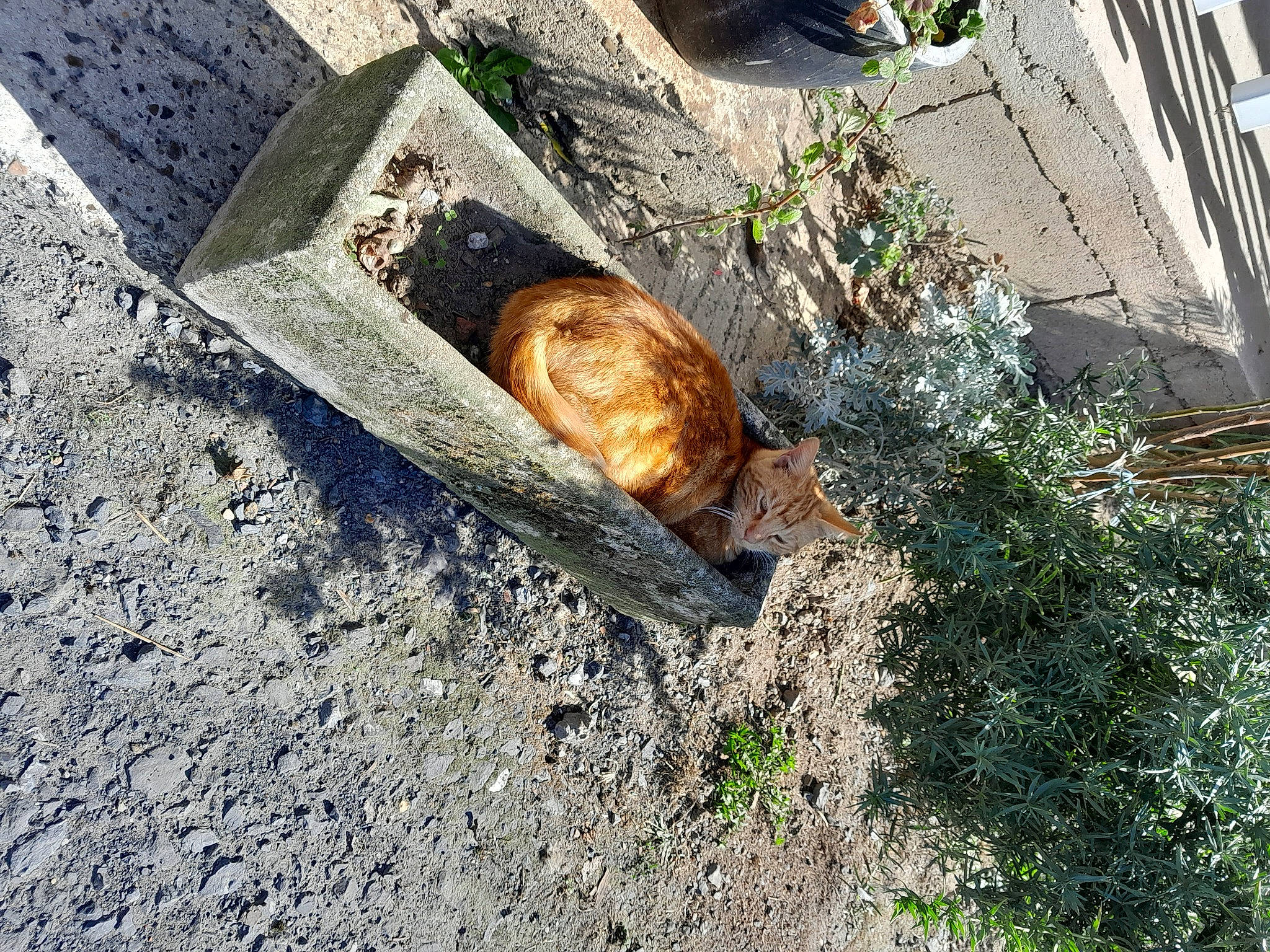 Santo a rejoint le concours — aidez-le/la à gagner de superbes lots ! art, asphalt, bedrock, carnivore, cobblestone, concrete, felidae, flowerpot, grass, landscape, lawn_ornament, plant, road, road_surface, rock, shadow, shrub, sidewalk, soil, wood