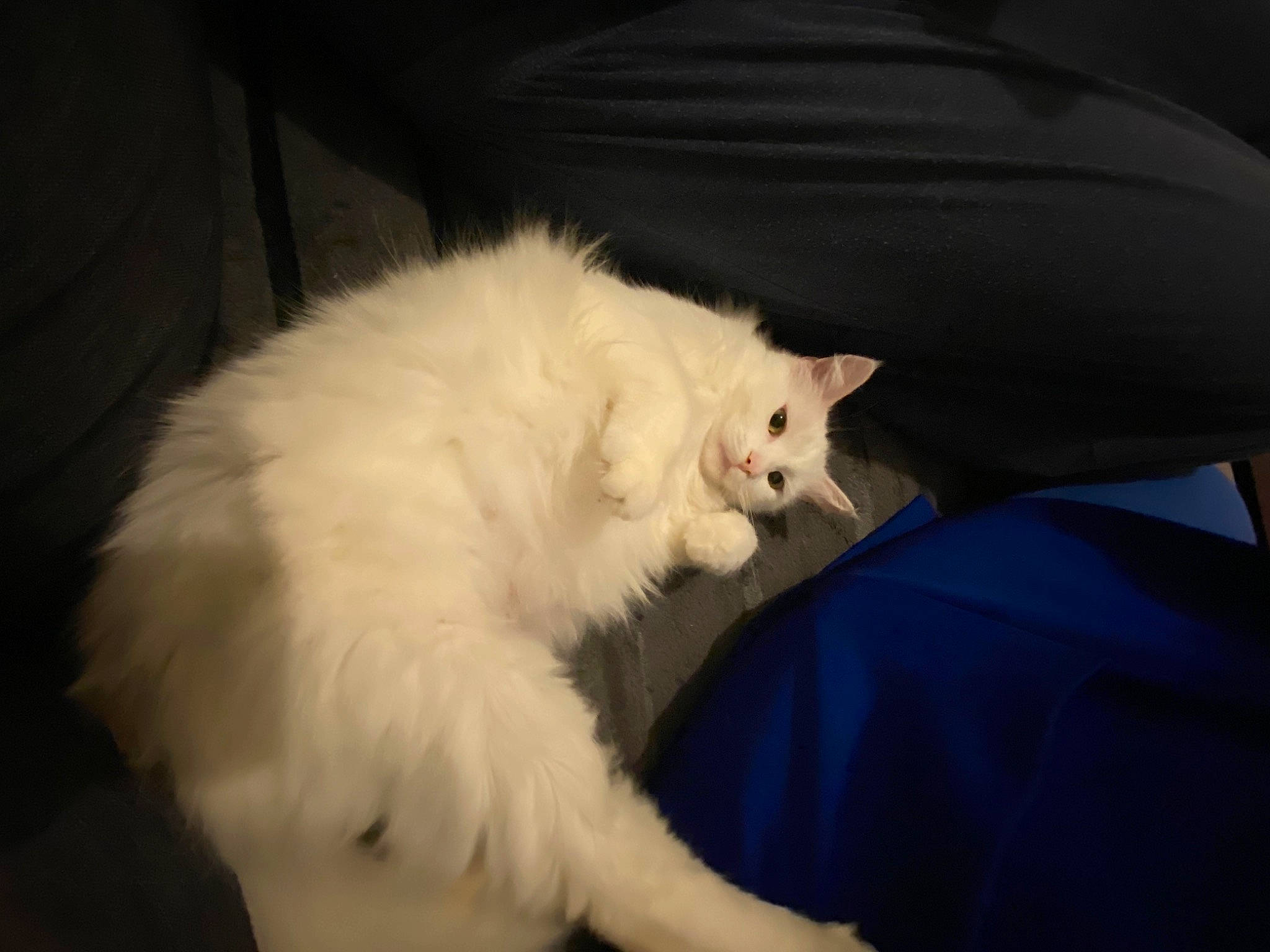 Belette a rejoint le concours — aidez-le/la à gagner de superbes lots ! carnivore, cat, claw, comfort, event, eye, felidae, fur, laperm, paw, small_to_medium_sized_cats, snout, tail, whiskers