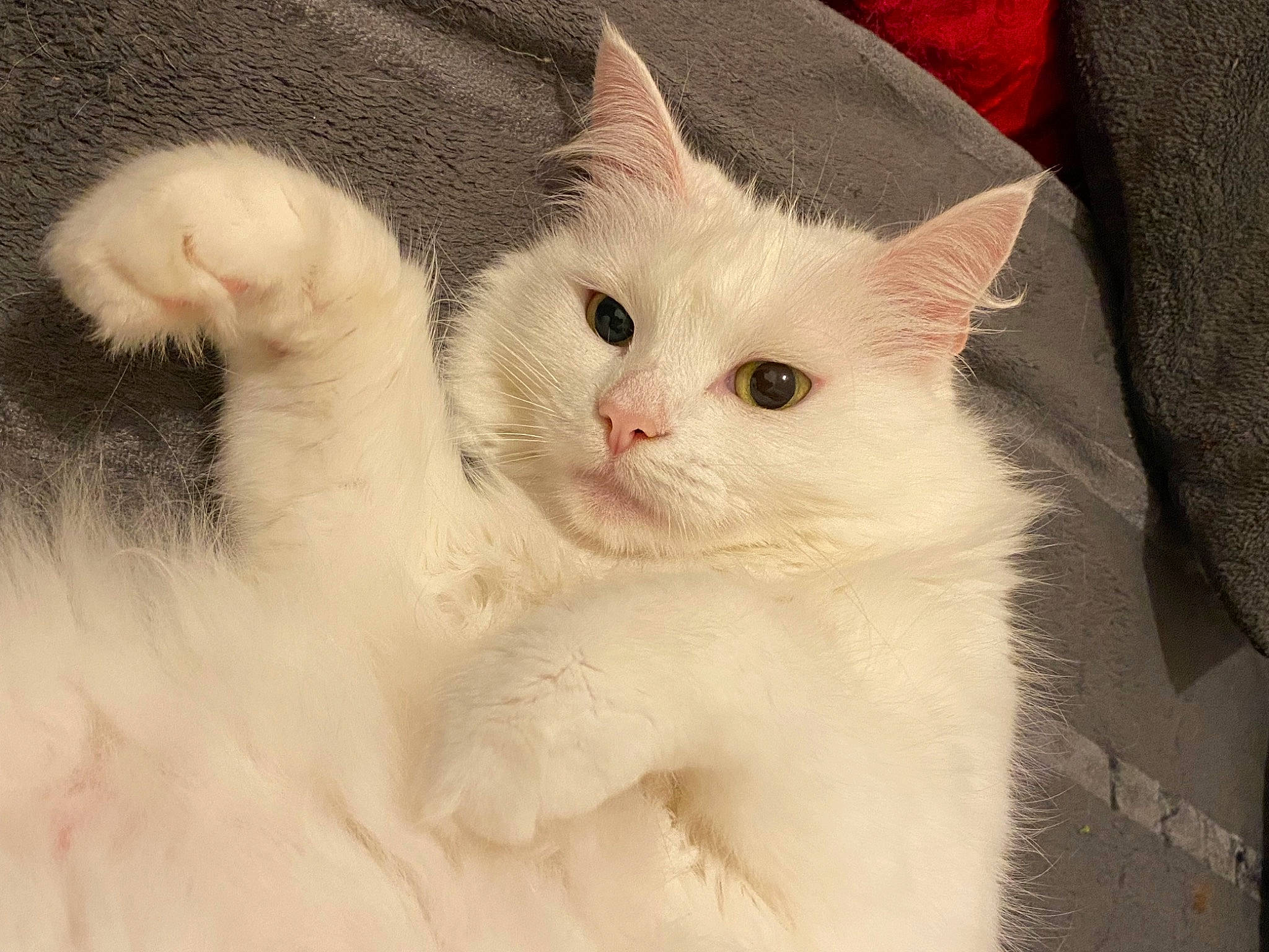 Belette participe au concours pour gagner de l'argent avec cette photo : carnivore, cat, claw, comfort, ear, eye, fawn, felidae, fur, iris, paw, small_to_medium_sized_cats, snout, tail, terrestrial_animal, whiskers