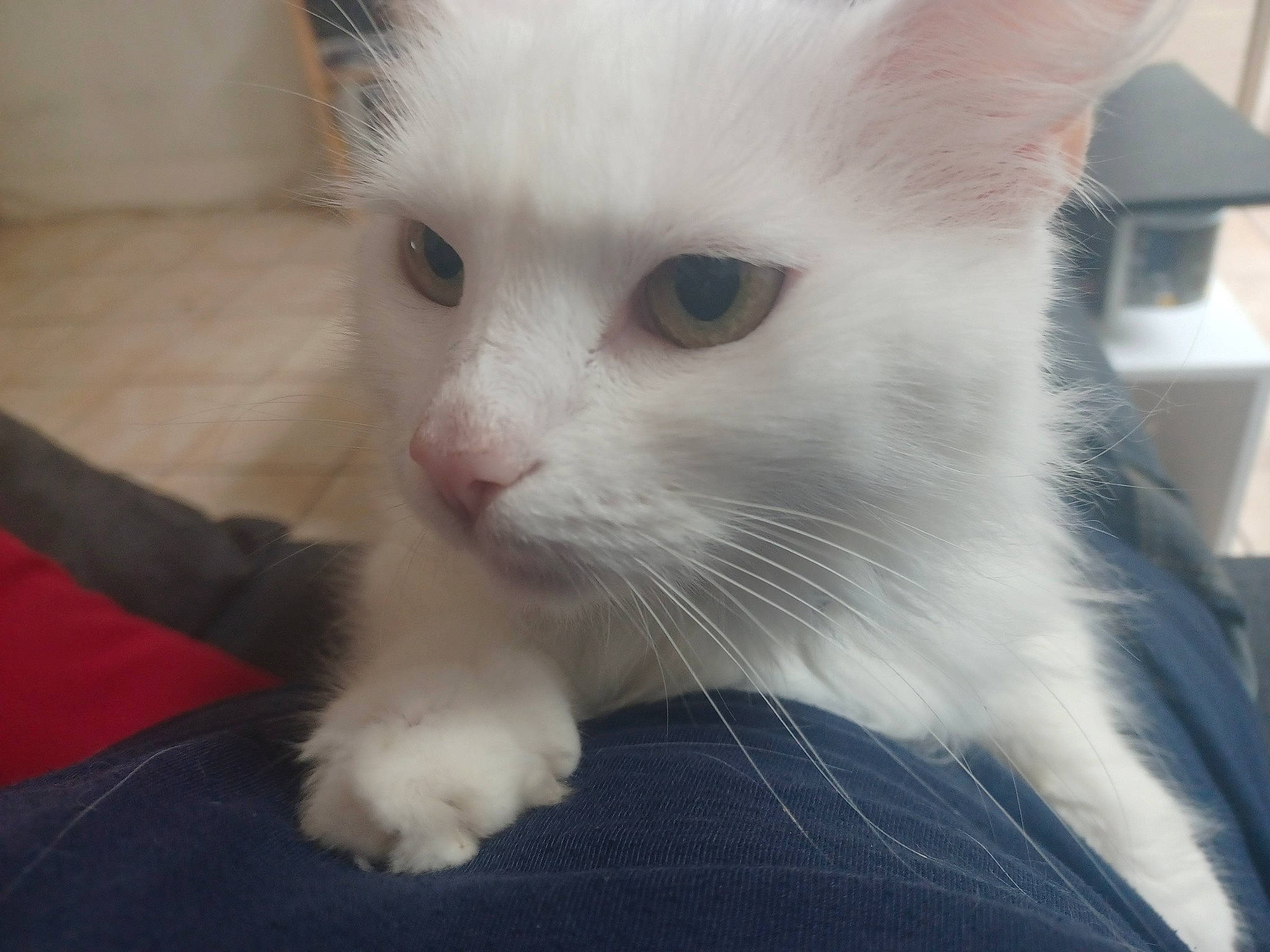 Belette participe au concours pour gagner de l'argent avec cette photo : carnivore, cat, claw, domestic_short_haired_cat, eye, fawn, felidae, fur, head, iris, paw, small_to_medium_sized_cats, snout, tail, whiskers