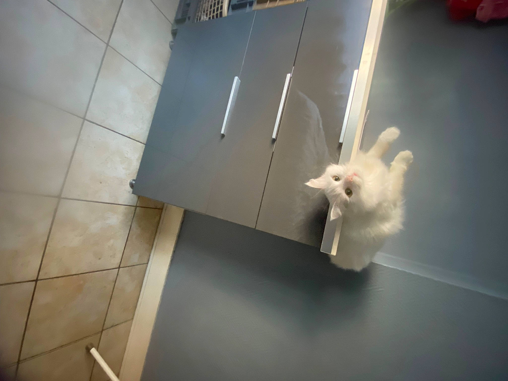 Belette participe au concours pour gagner de l'argent avec cette photo : aerospace_engineering, art, ceiling, felidae, floor, flooring, fur, glass, hardwood, metal, paper, room, shadow, small_to_medium_sized_cats, tail, visual_arts, whiskers, wing, wood