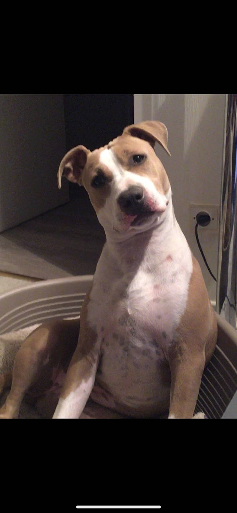 Iska participe au concours pour gagner de l'argent avec cette photo : ancient_dog_breeds, canidae, carnivore, collar, companion_dog, cordoba_fighting_dog, dog, dog_breed, dog_collar, dogo_guatemalteco, metal, non_sporting_group, pet_supply, pit_bull, sporting_group, terrestrial_animal, whiskers, working_animal, working_dog