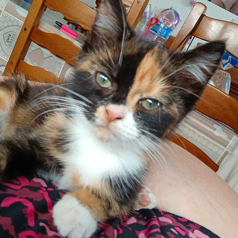 Belle