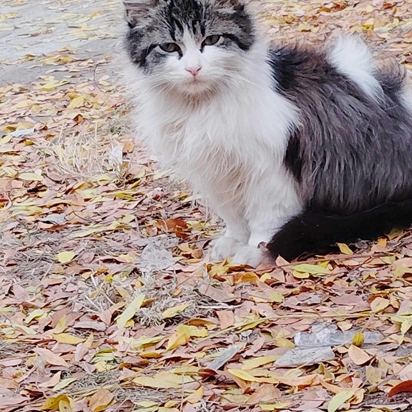 Oreo is registered to the contest to win money with this photo: animal, autumn, black_and_white, cat, closeup, curious, cute, daylight, fall, feline, fluffy, fur, ground, leaves, mammal, nature, outdoor, pet, sitting, wildlife