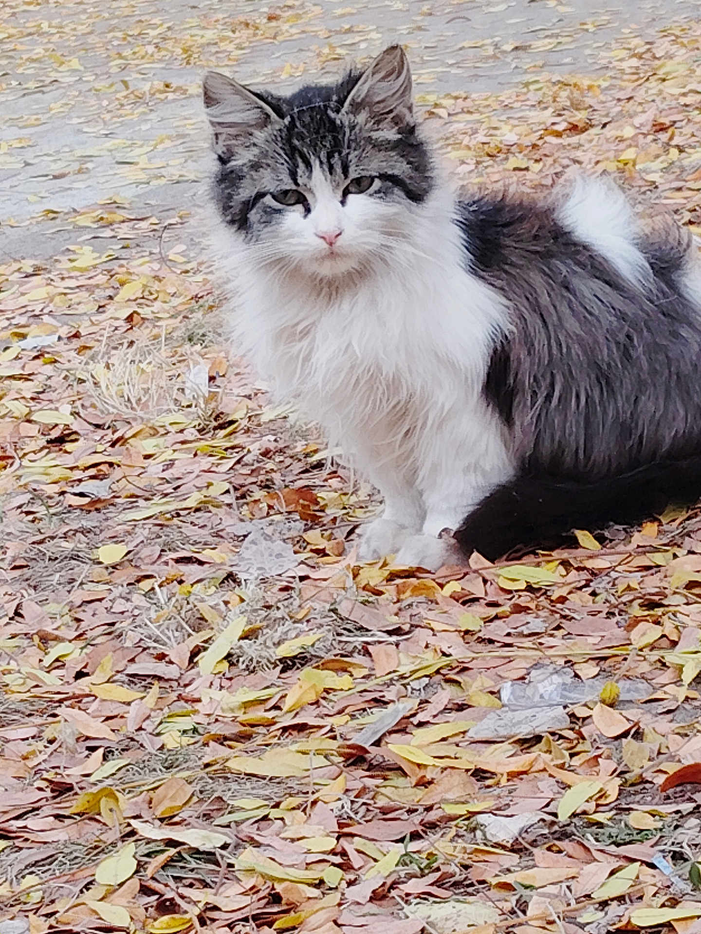 Oreo