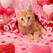 Reba joined the competition — help win amazing prizes! balloons, blanket, cat, cozy, cute, decor, fabric, flowers, heart, kitten, orange_tabby, paws, pink, plush, portrait, red, roses, sparkle, valentine, whiskers
