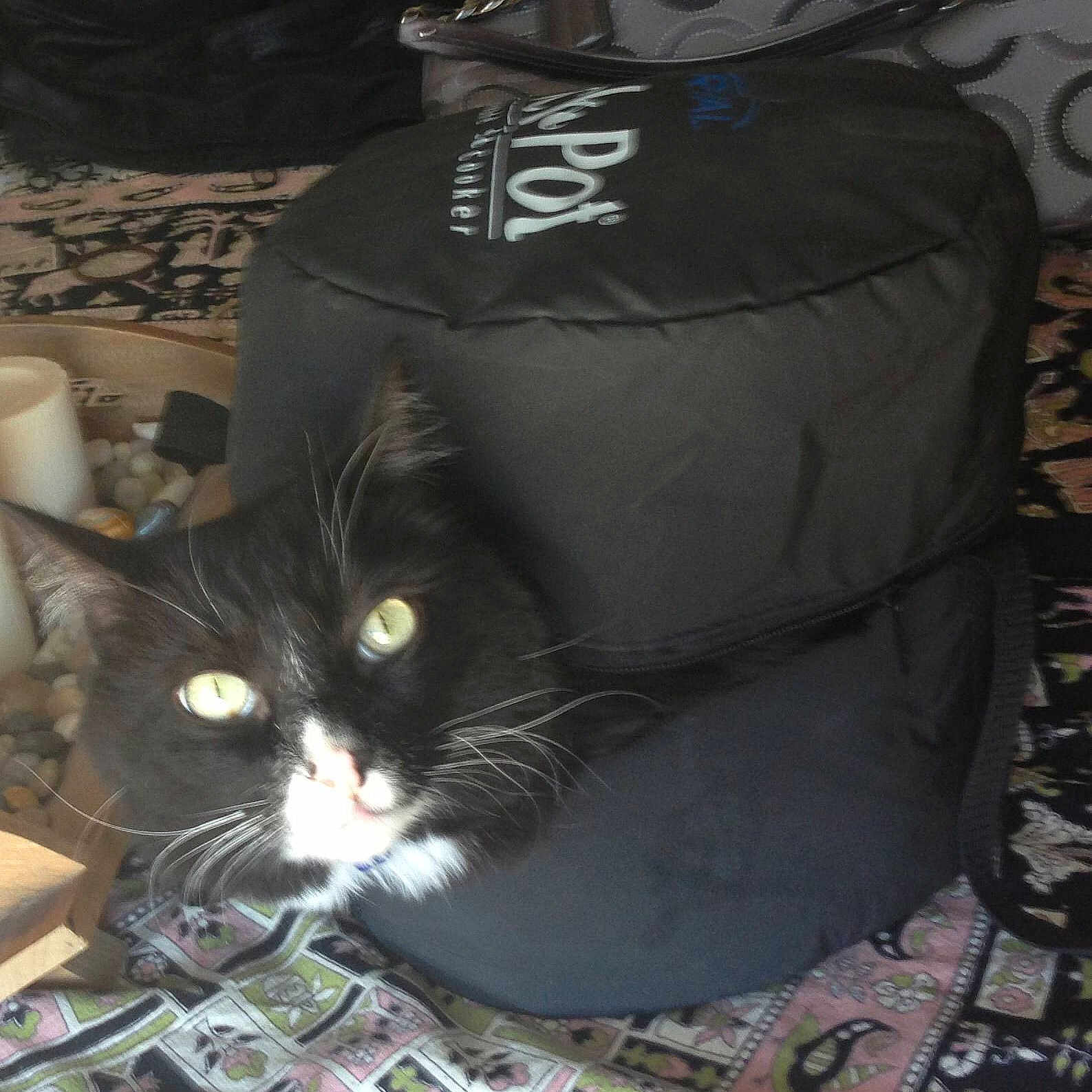 Scooter is registered to the contest to win money with this photo: