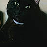 Nyx joined the competition — help win amazing prizes! cat, black_cat, pet, feline, green_eyes, collar, portrait, close_up, sitting, indoors, dark, dramatic_lighting, fur, whiskers, ears, animal, companion_animal, home, front_view, photography
