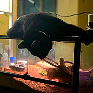 Nyx is registered to the contest to win money with this photo: cat, black_cat, pet, animal, aquarium, fish_tank, reptile_tank, indoor, home, furniture, sitting, lying_down, hanging, upside_down, curious, dark_fur, glass, aquatic_habitat, warm_lighting, funny_pose