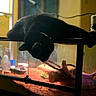 cat, black_cat, pet, animal, aquarium, fish_tank, reptile_tank, indoor, home, furniture, sitting, lying_down, hanging, upside_down, curious, dark_fur, glass, aquatic_habitat, warm_lighting, funny_pose