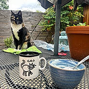 Tiggy is registered to the contest to win money with this photo: cat, calico_cat, mug, cat_mug, bowl, spoon, table, metal_table, plant_pot, terracotta_pot, green_cloth, outdoor, garden, wooden_fence, plants, lantern, umbrella, sky, cloudy, decor