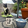 cat, calico_cat, mug, cat_mug, bowl, spoon, table, metal_table, plant_pot, terracotta_pot, green_cloth, outdoor, garden, wooden_fence, plants, lantern, umbrella, sky, cloudy, decor
