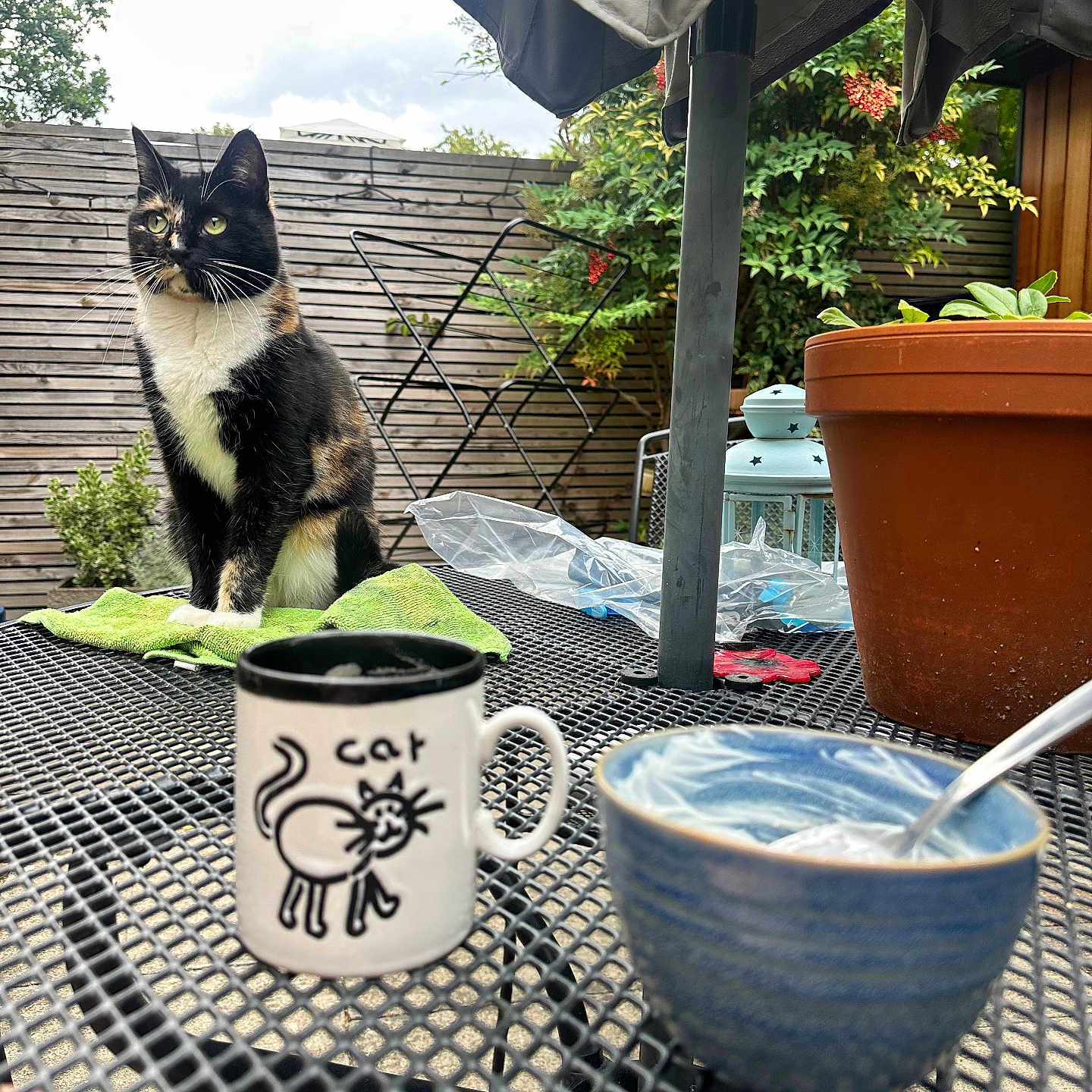 Tiggy is registered to the contest to win money with this photo: cat, calico_cat, mug, cat_mug, bowl, spoon, table, metal_table, plant_pot, terracotta_pot, green_cloth, outdoor, garden, wooden_fence, plants, lantern, umbrella, sky, cloudy, decor