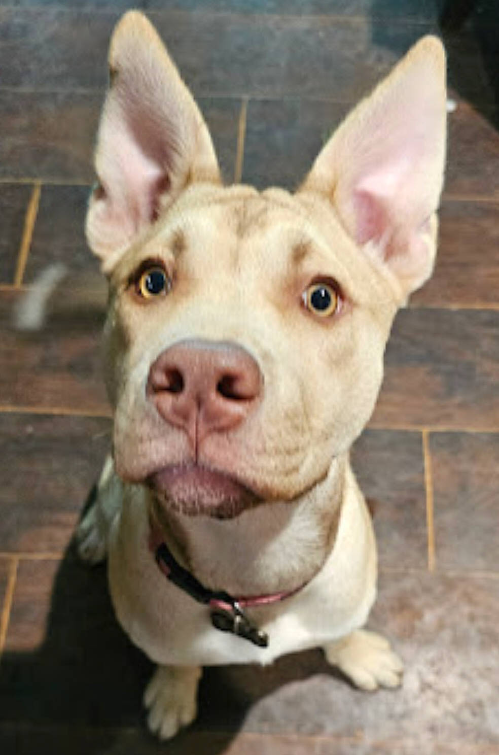 Nala is registered to the contest to win money with this photo: canidae, carnivore, collar, companion_dog, dog, dog_breed, ear, eye, fawn, fur, jaw, non_sporting_group, snout, sporting_group, terrestrial_animal, whiskers, working_animal