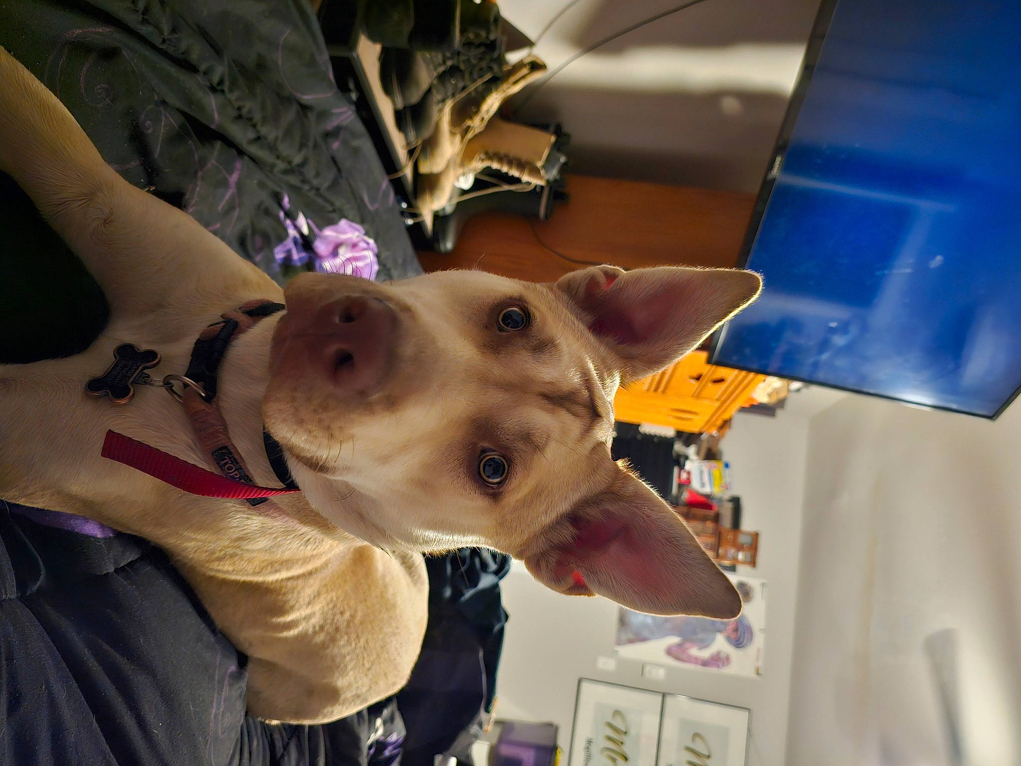 Nala joined the competition — help win amazing prizes! carnivore, collar, dog, dog_breed, ear, eyewear, fashion_accessory, fawn, fun, fur, hat, jaw, party_hat, personal_protective_equipment, recreation, selfie, snout, sporting_group, whiskers, working_animal