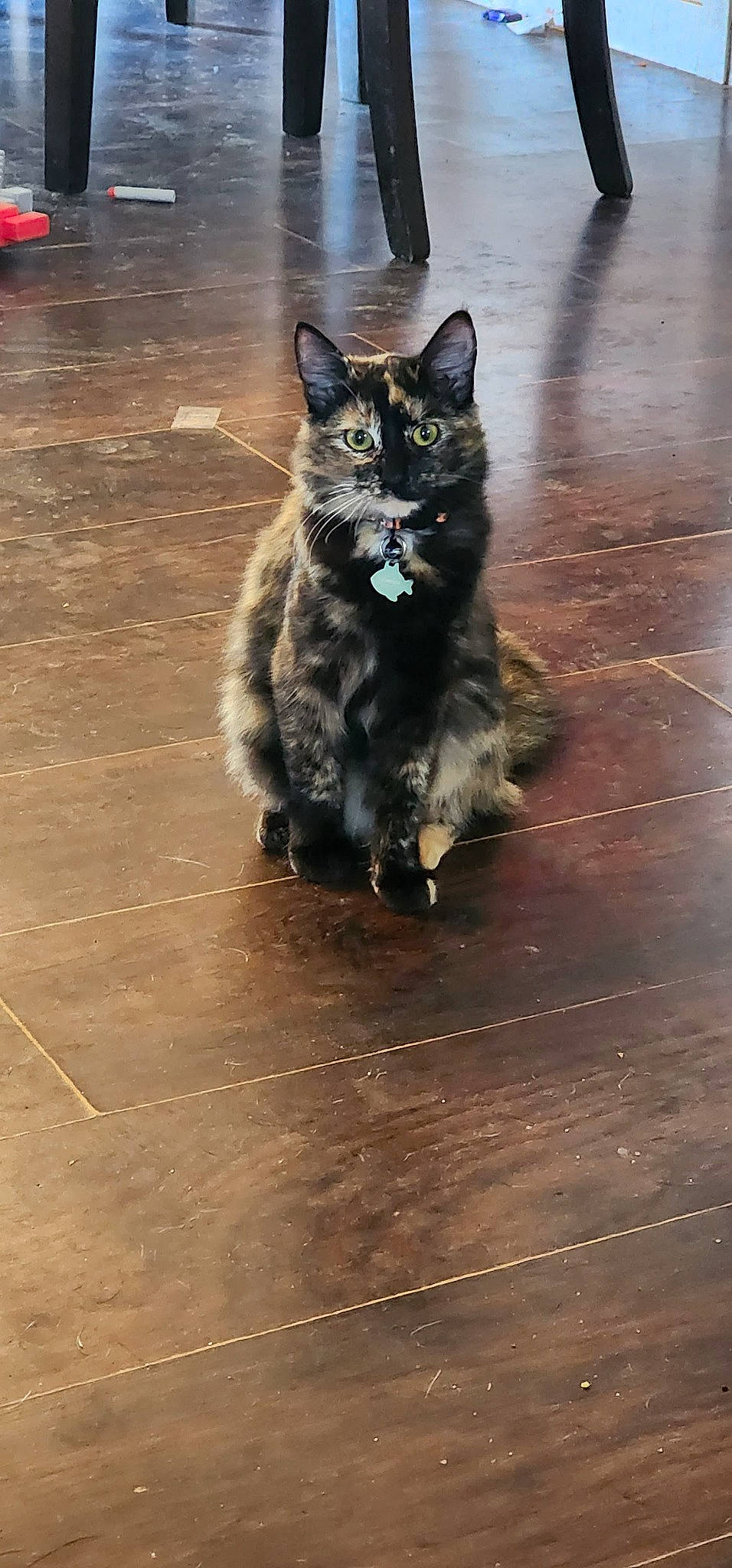 Katana is registered to the contest to win money with this photo: black_cat, carnivore, cat, domestic_short_haired_cat, electric_blue, felidae, floor, flooring, grey, hardwood, laminate_flooring, plank, road_surface, small_to_medium_sized_cats, tail, varnish, whiskers, wood, wood_flooring, wood_stain