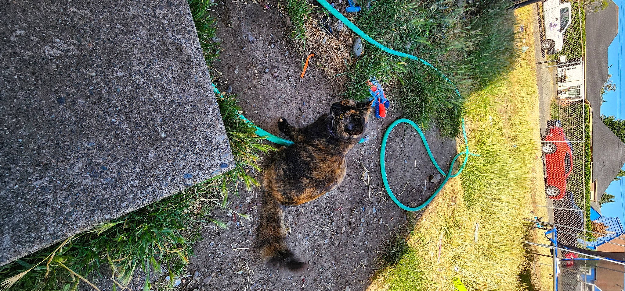 Katana joined the competition — help win amazing prizes! asphalt, carnivore, cat, collar, dog_breed, electric_blue, felidae, garden_hose, grass, grass_family, leash, pet_supply, plant, road_surface, small_to_medium_sized_cats, soil, sporting_group, tail, tree, water_dog