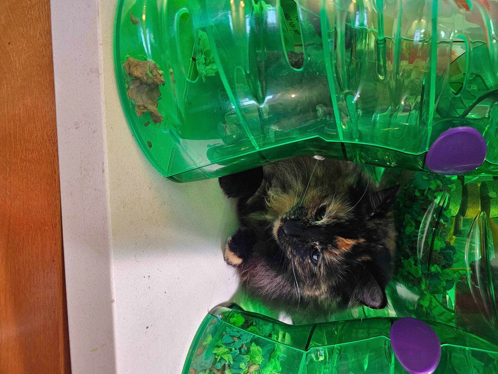 Katana joined the competition — help win amazing prizes! bow_tie, cameras_optics, carnivore, companion_dog, dog, dog_breed, fun, fur, glass, grass, green, machine, organism, pattern, personal_protective_equipment, plastic, stuffed_toy, toy, toy_dog, tree