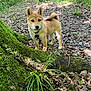 dog, puppy, shiba_inu, forest, tree, moss, leaves, nature, outdoor, animal, pet, canine, young_dog, adventure, greenery, woodland, curious, alert, collar, leash