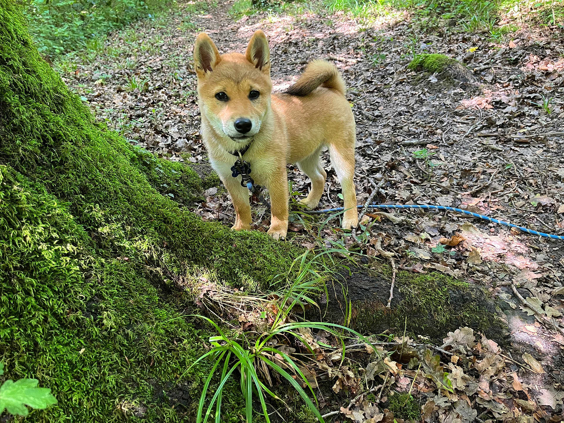 Tsuki participe au concours pour gagner de l'argent avec cette photo : dog, puppy, shiba_inu, forest, tree, moss, leaves, nature, outdoor, animal, pet, canine, young_dog, adventure, greenery, woodland, curious, alert, collar, leash