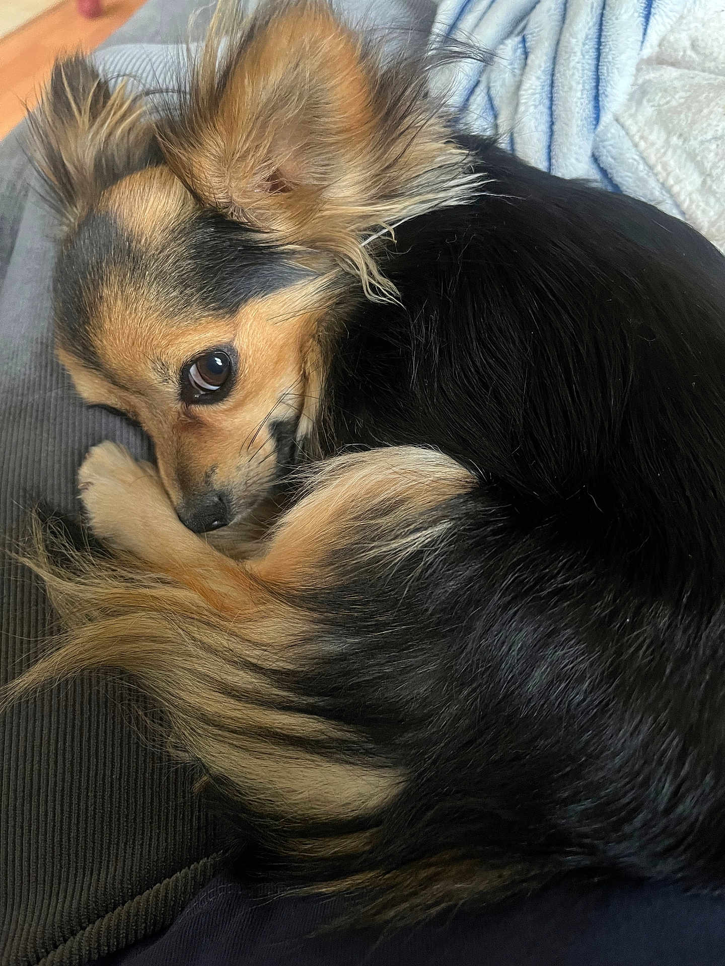 Bijou