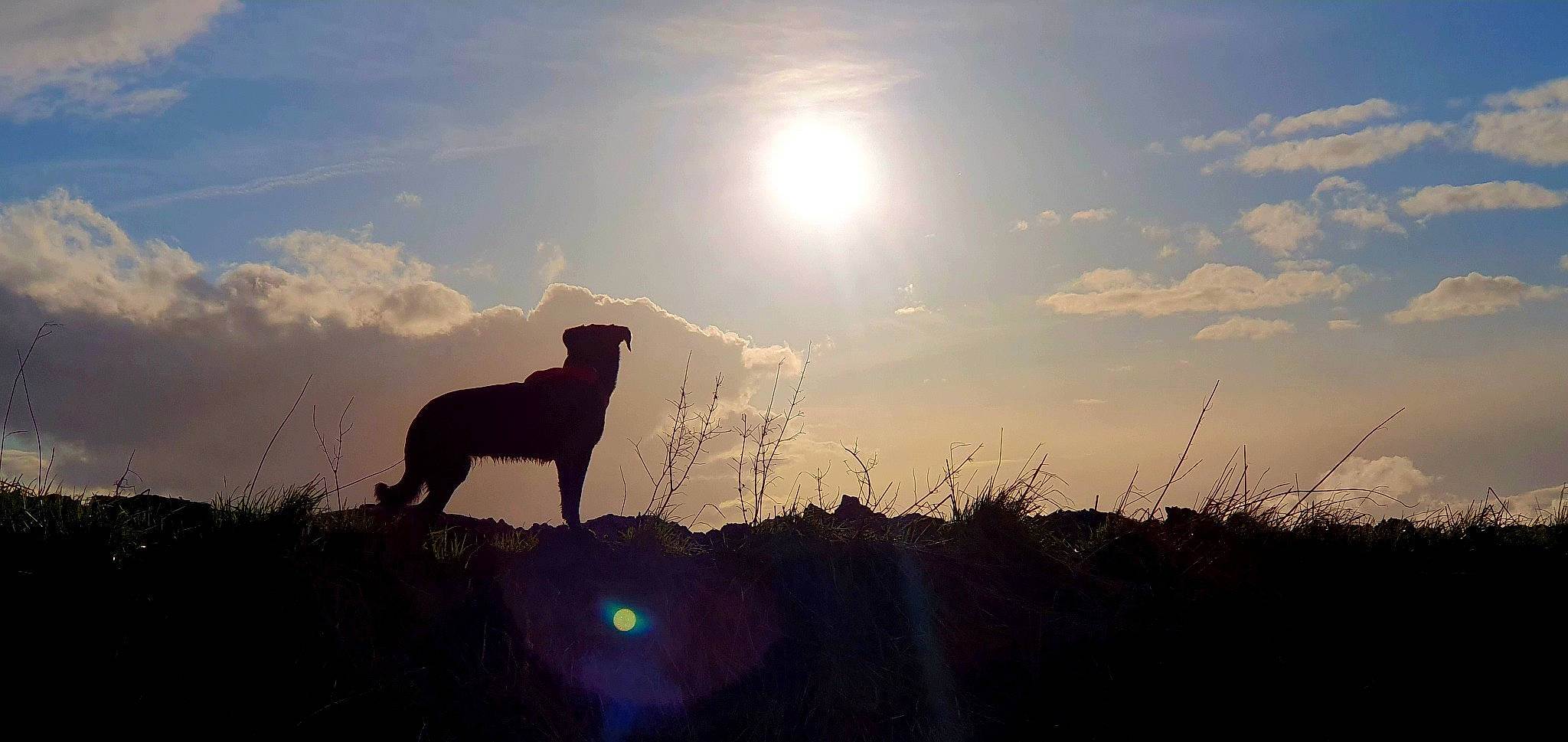 Dolly a rejoint le concours — aidez-le/la à gagner de superbes lots ! atmosphere, carnivore, cloud, dog, dusk, ecoregion, grass, grassland, horizon, landscape, natural_landscape, plain, plant, rural_area, sky, sunlight, sunrise, sunset, tree, working_animal
