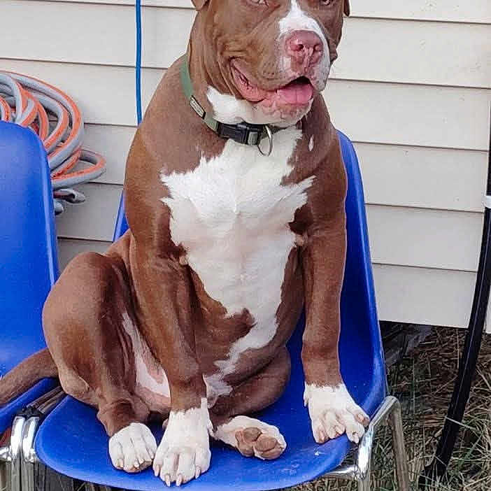 Narko participe au concours pour gagner de l'argent avec cette photo : animal, blue_chair, brown_and_white, canine, collar, companion, daylight, dog, domestic, grass, house_siding, metal_legs, outdoor, pet, pitbull, relaxed, side_view, sitting, tongue_out, wall