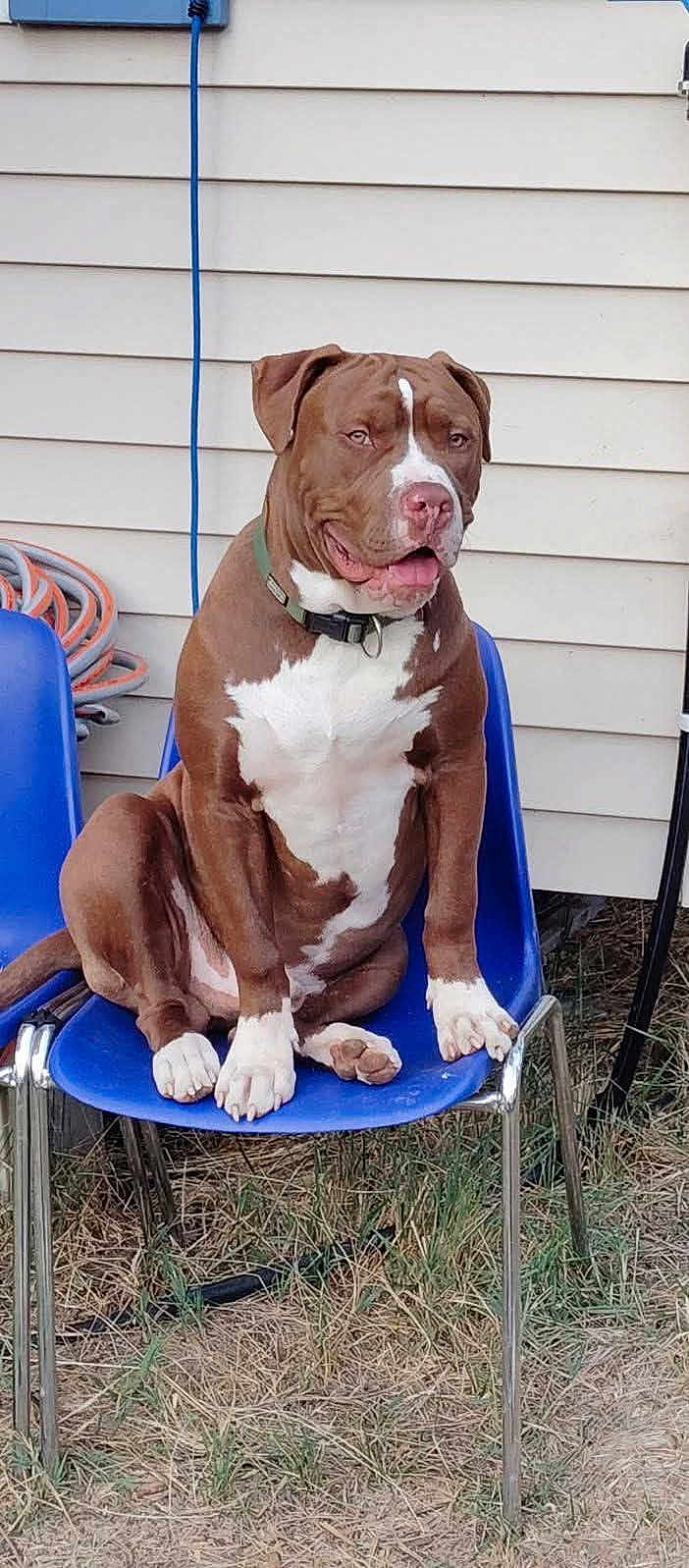 Narko participe au concours pour gagner de l'argent avec cette photo : animal, blue_chair, brown_and_white, canine, collar, companion, daylight, dog, domestic, grass, house_siding, metal_legs, outdoor, pet, pitbull, relaxed, side_view, sitting, tongue_out, wall